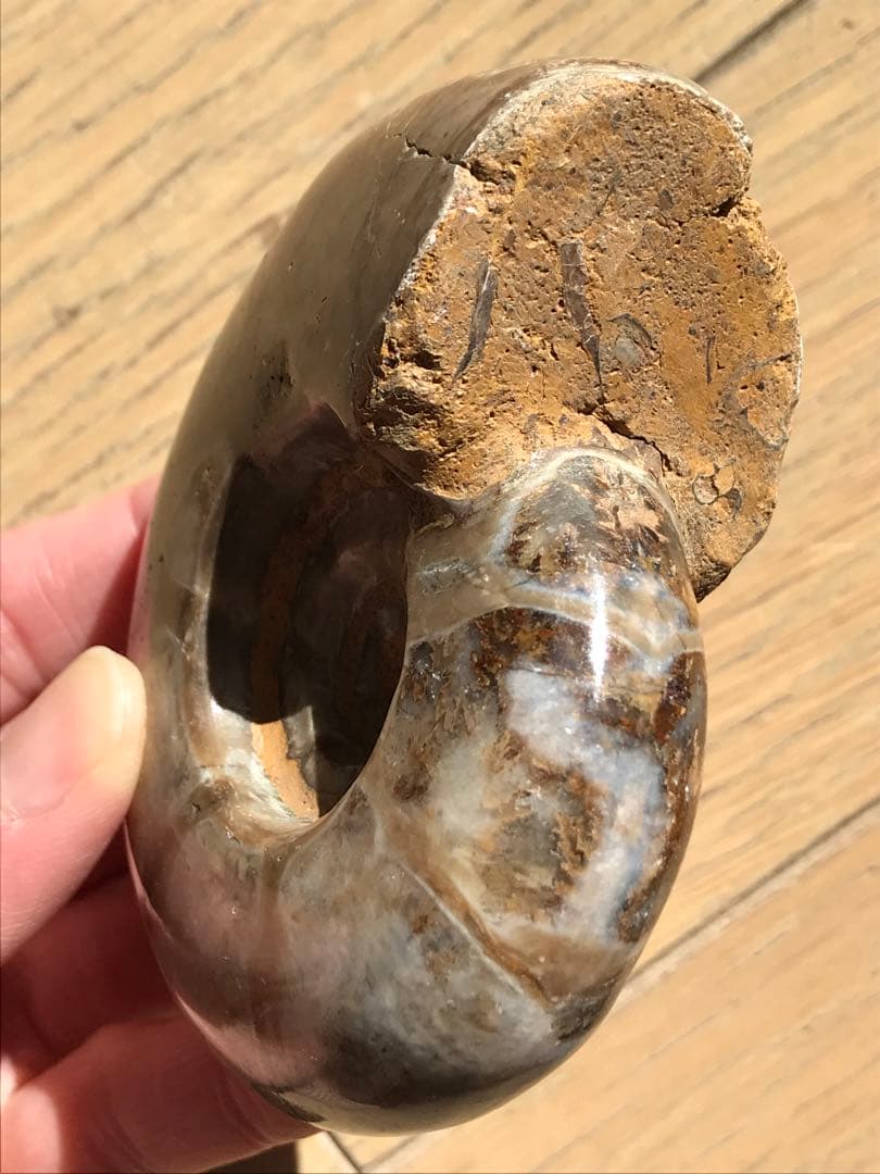 【限定価格】マダガスカル産　アンモナイト化石（プゾシア）中サイズ