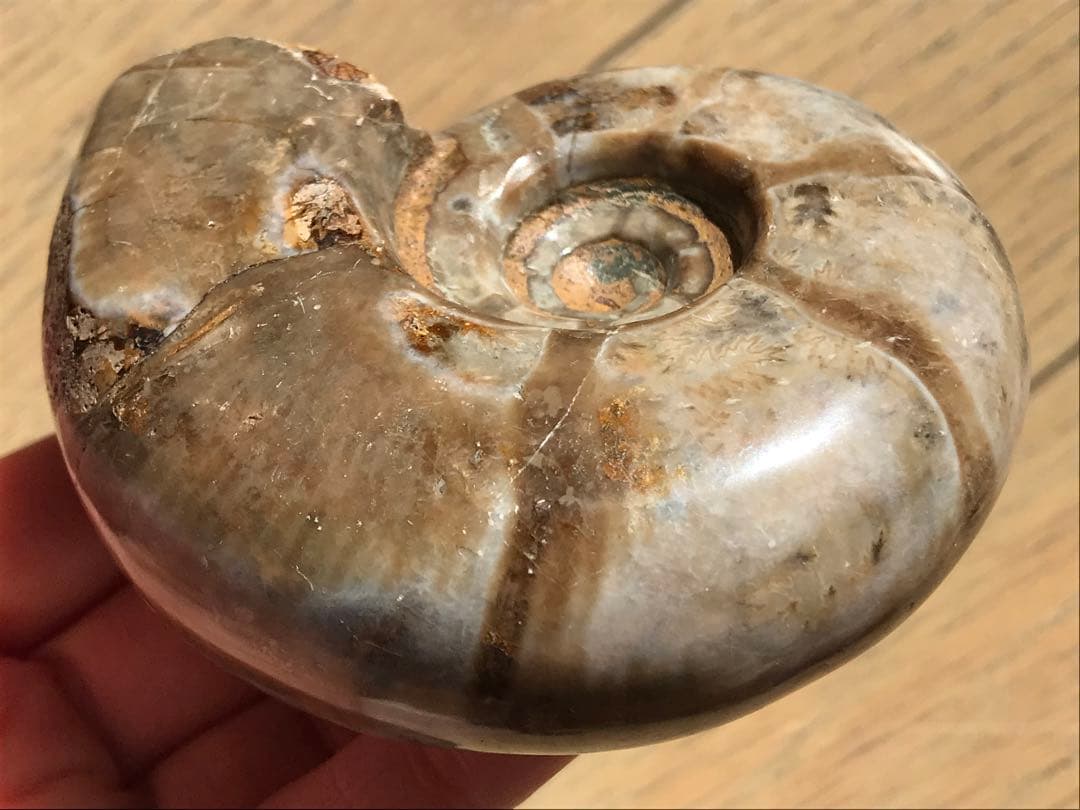 【限定価格】マダガスカル産　アンモナイト化石（プゾシア）中サイズ