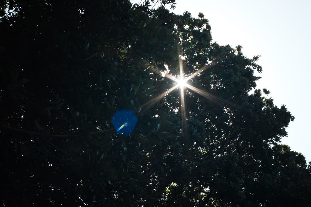 【極美品】Carl Zeiss Tessar 45mm F2.8 MMJ 726