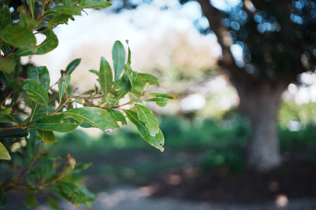 【極美品】Carl Zeiss Tessar 45mm F2.8 MMJ 726