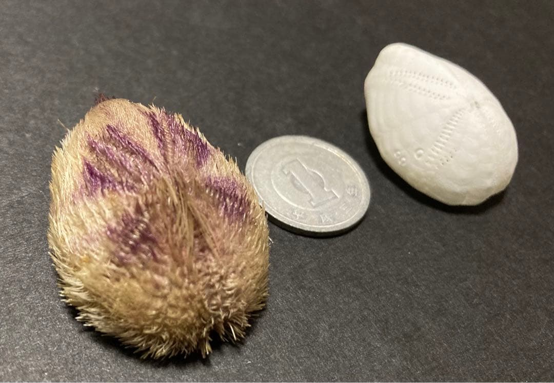 ネズミブンブク　棘付き&棘無し　ブンブク　ウニ殻