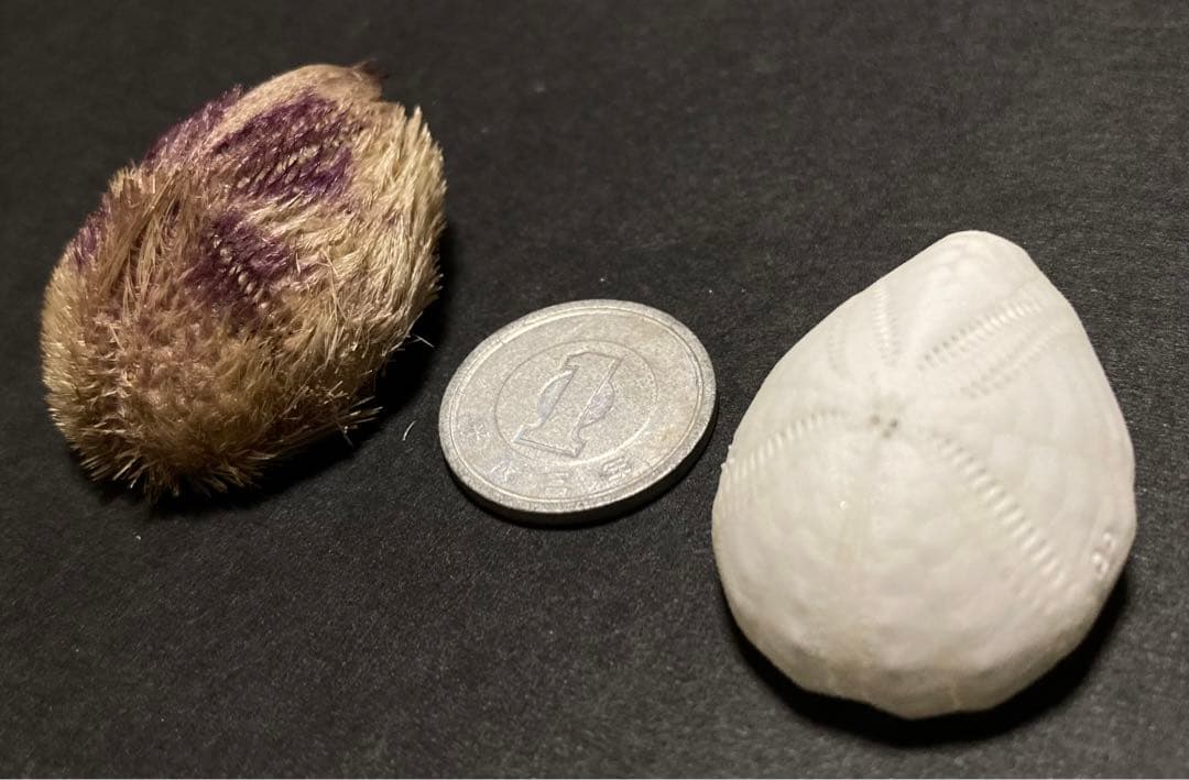 ネズミブンブク　棘付き&棘無し　ブンブク　ウニ殻