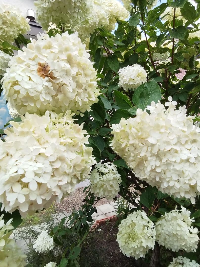 2025.9.追加ありピラミッドあじさい内容説明ご予約ページ（読む所から）