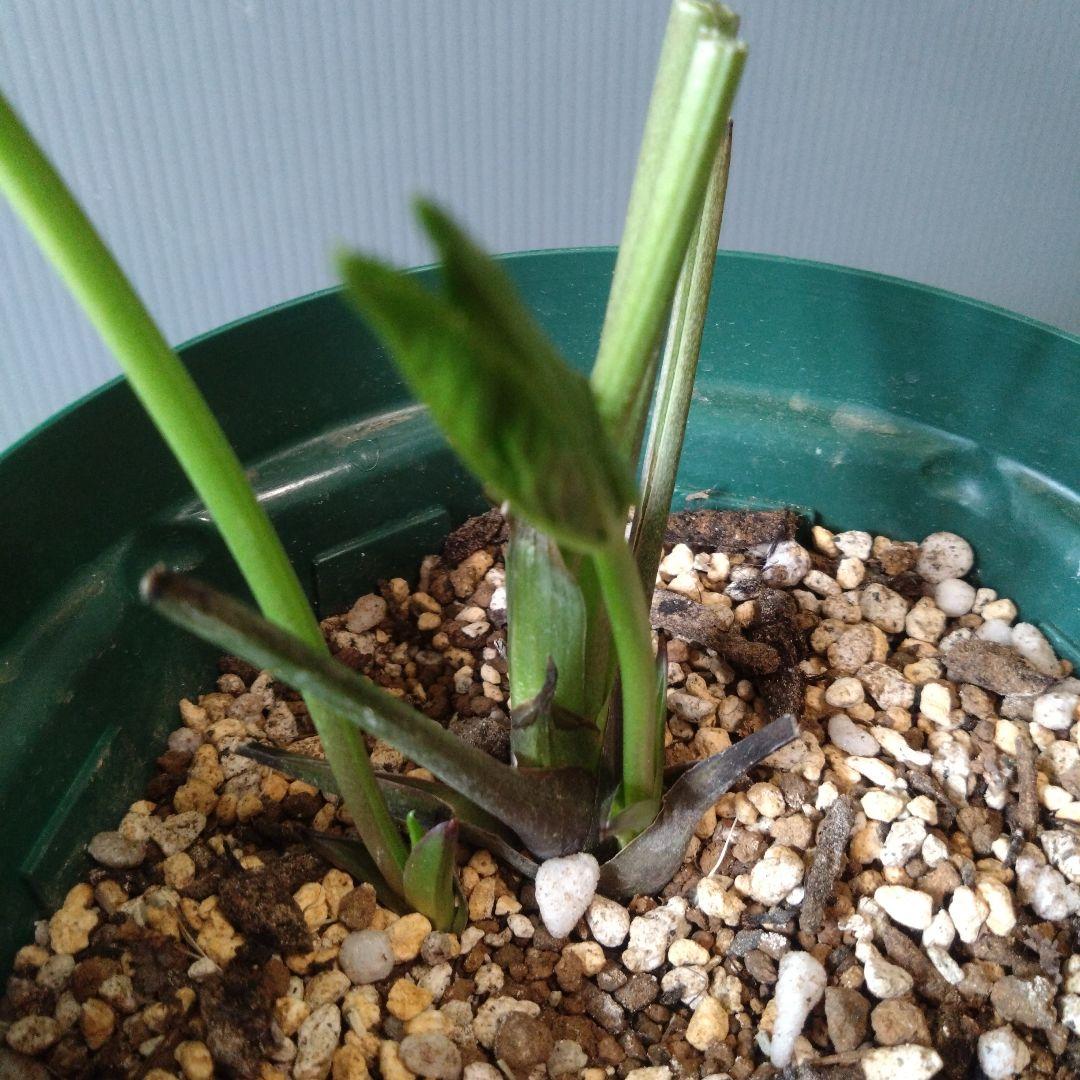 クリスマスローズ　多弁ピコティdd　花なし　来期用