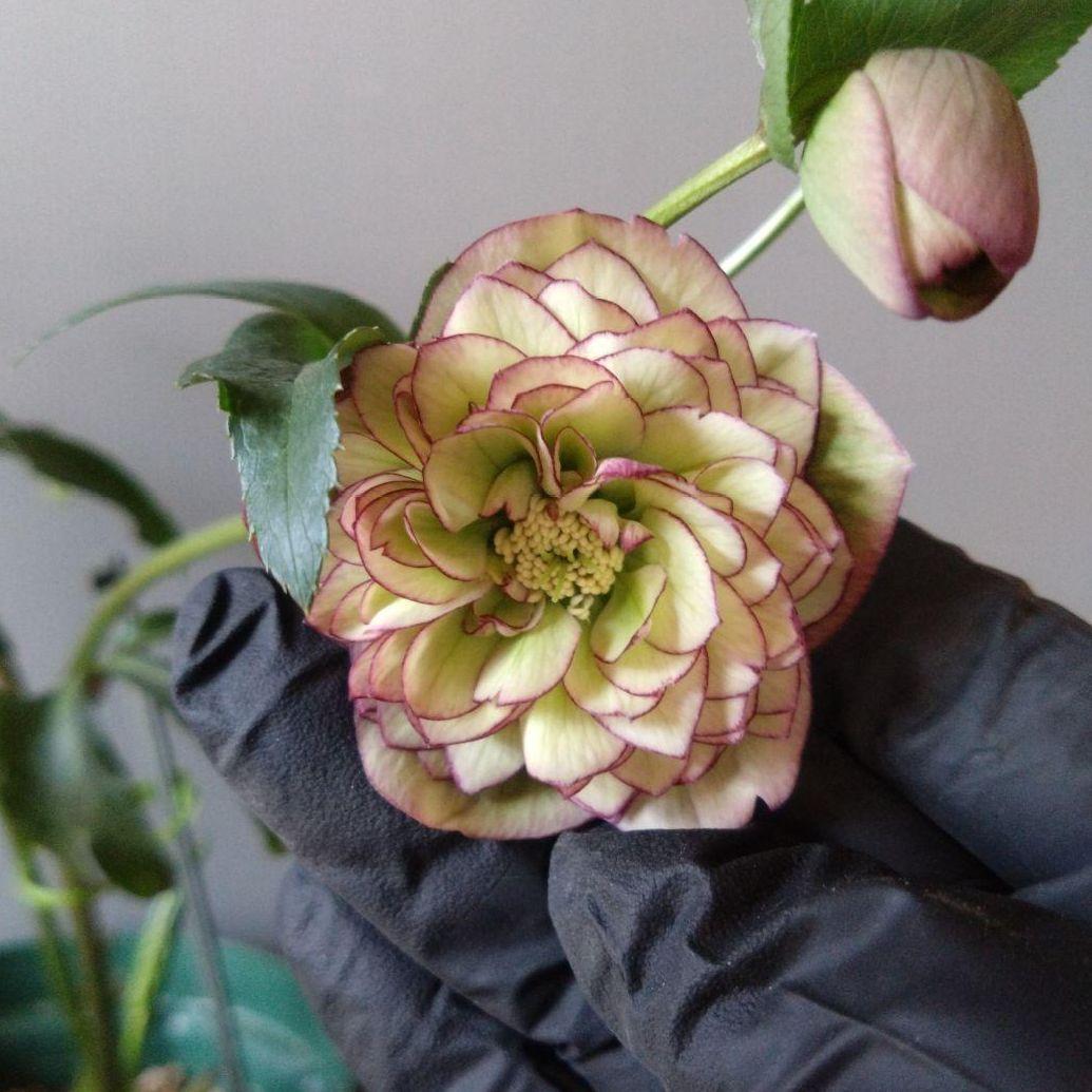 クリスマスローズ　多弁ピコティdd　花なし　来期用