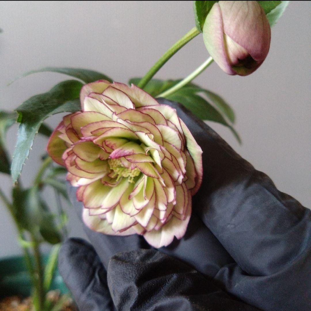 クリスマスローズ　多弁ピコティdd　花なし　来期用