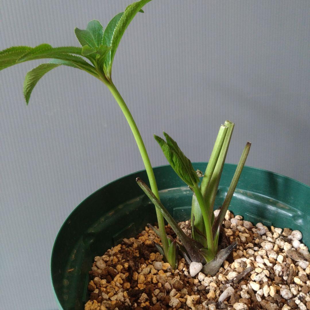 クリスマスローズ　多弁ピコティdd　花なし　来期用