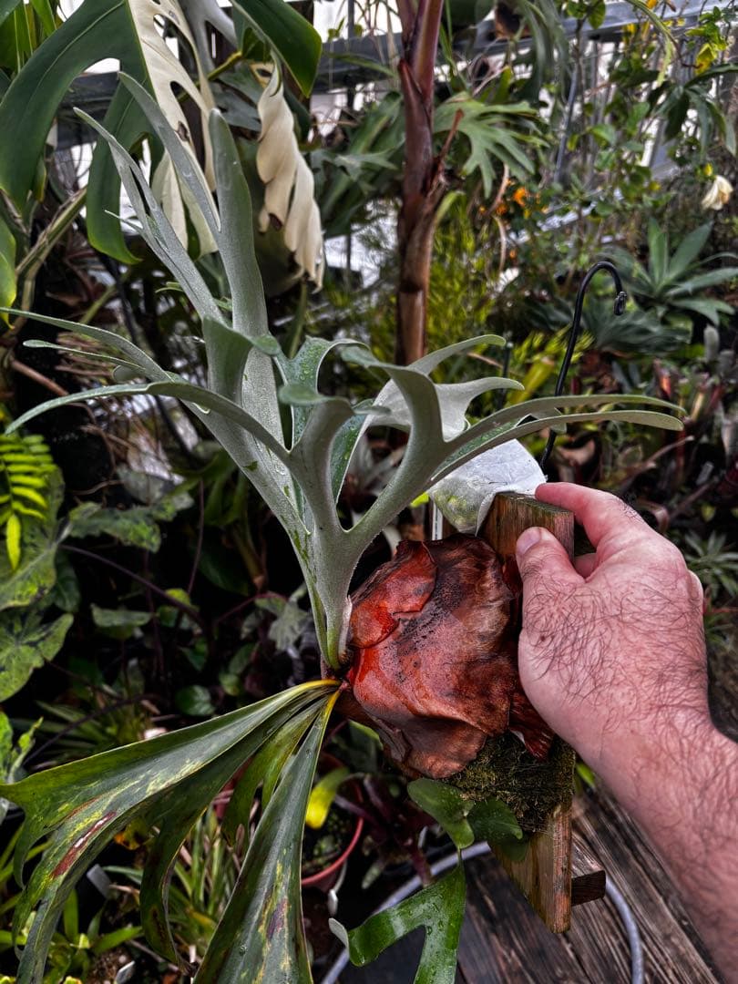 ビカクシダ　アルシコルネ　マダガスカル