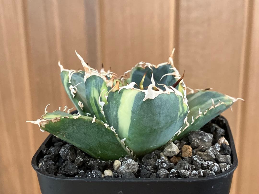 れ*★様 【初売りオークション】118 特大　アガベ　チタノタ　白鯨錦　縞斑　T