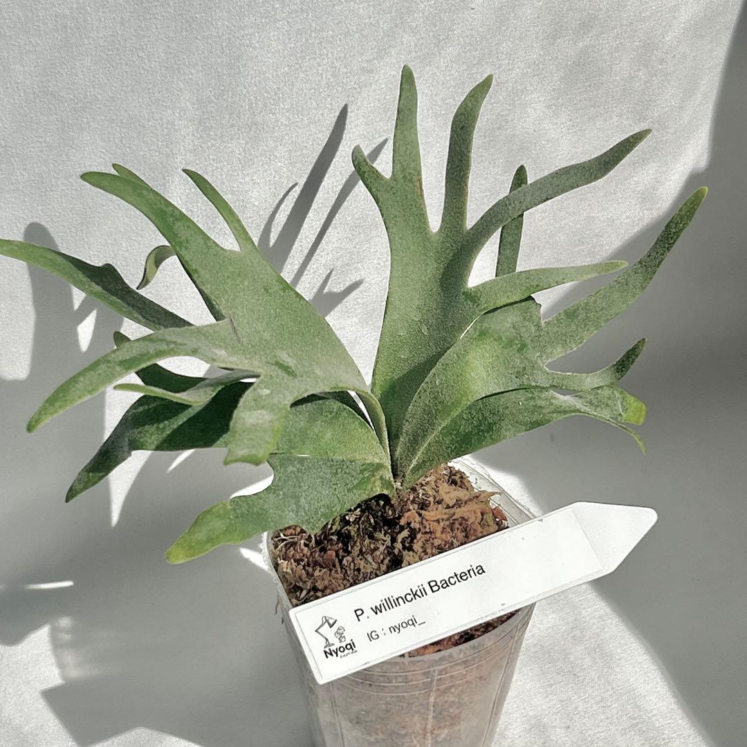 【SALE】 P. Willinckii Bacteria (TC)【47】