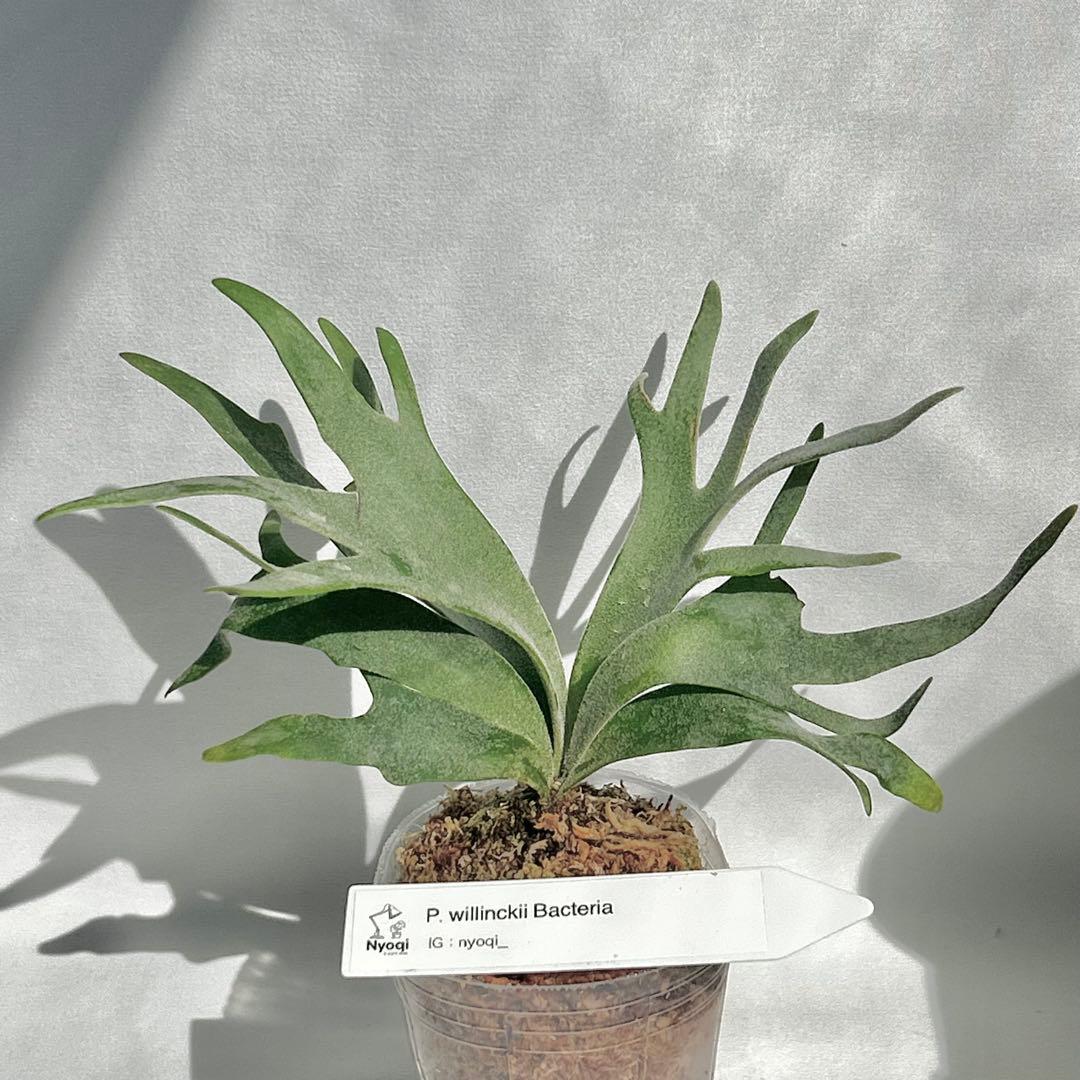 【SALE】 P. Willinckii Bacteria (TC)【47】