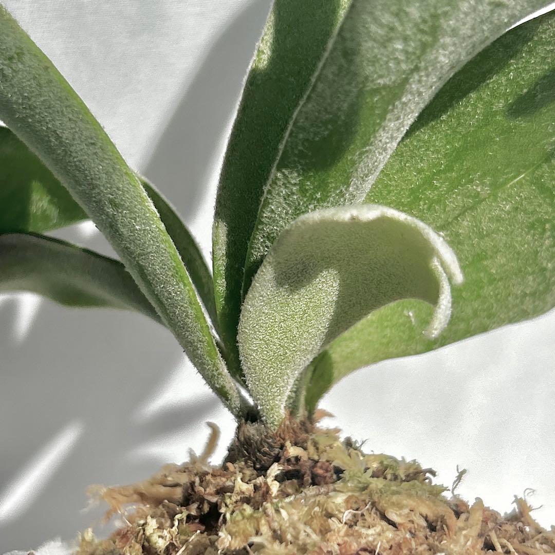【SALE】 P. Willinckii Bacteria (TC)【47】