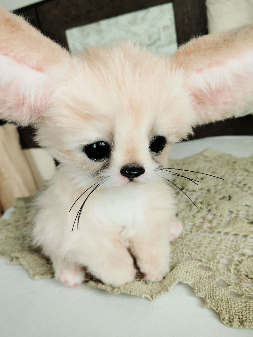 生後1ヶ月♡フェネックベビー♡アートドール♡ぬいぐるみ♡