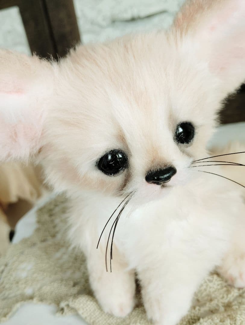 生後1ヶ月♡フェネックベビー♡アートドール♡ぬいぐるみ♡