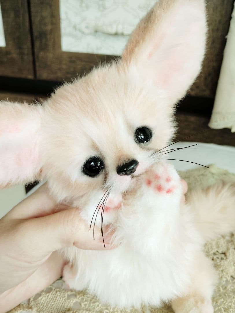 生後1ヶ月♡フェネックベビー♡アートドール♡ぬいぐるみ♡