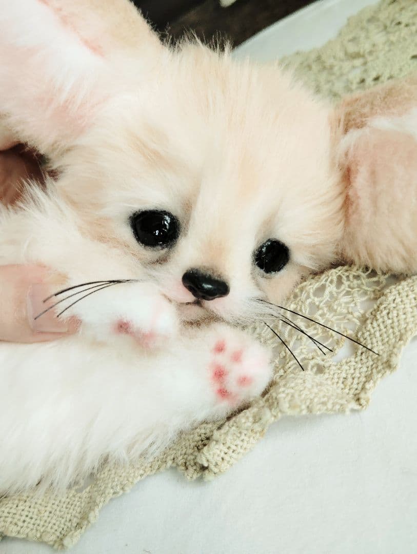 生後1ヶ月♡フェネックベビー♡アートドール♡ぬいぐるみ♡