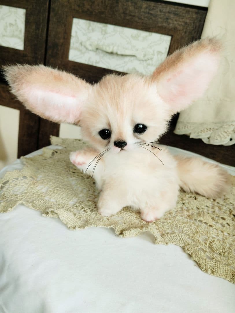 生後1ヶ月♡フェネックベビー♡アートドール♡ぬいぐるみ♡