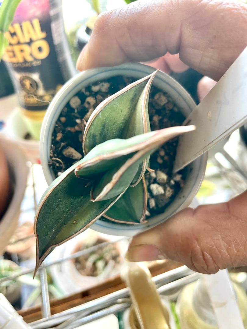 サンスベリア ロリダ　斑入り