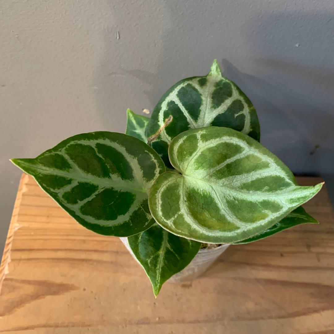 アンスリウム ドラヤキ 4