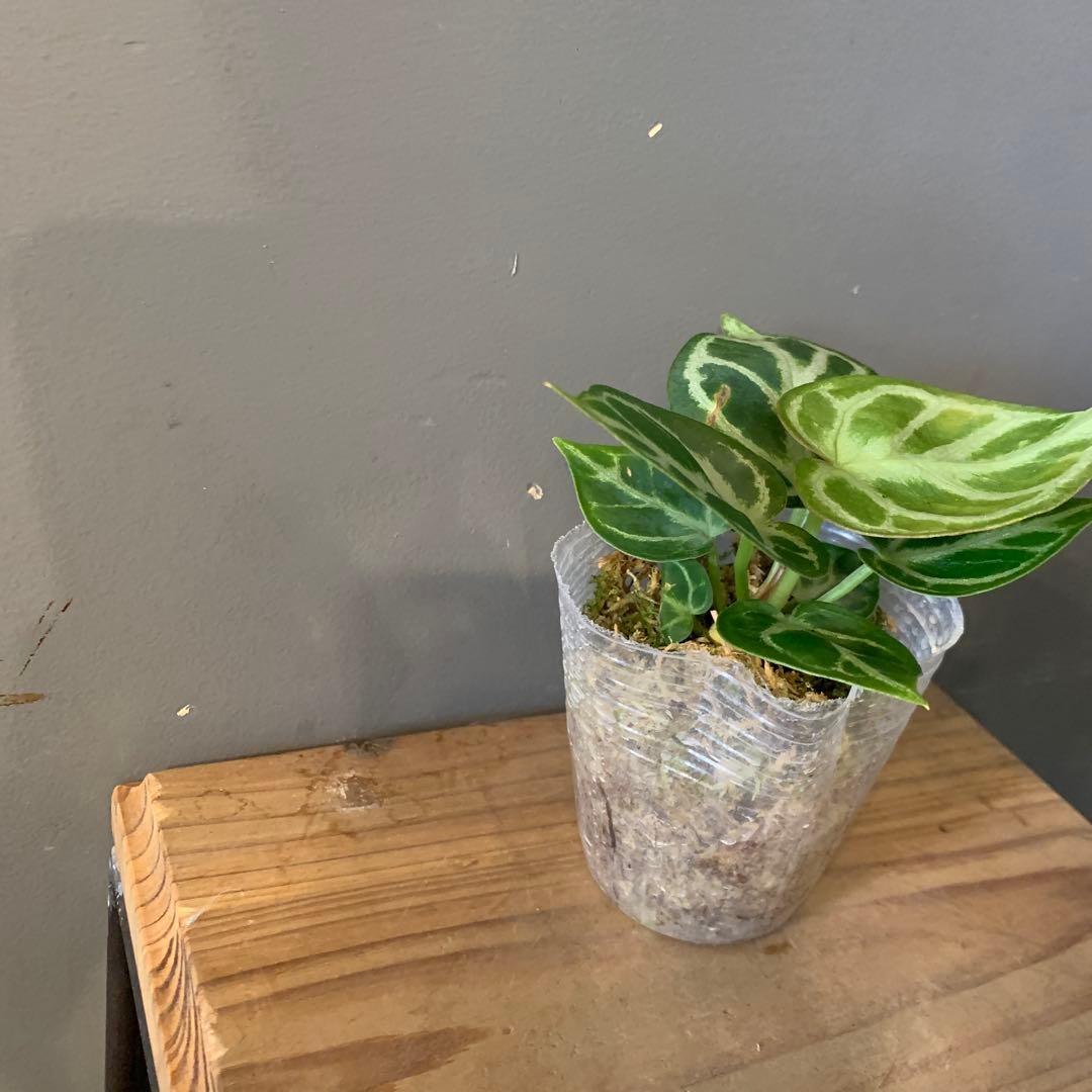 アンスリウム ドラヤキ 4