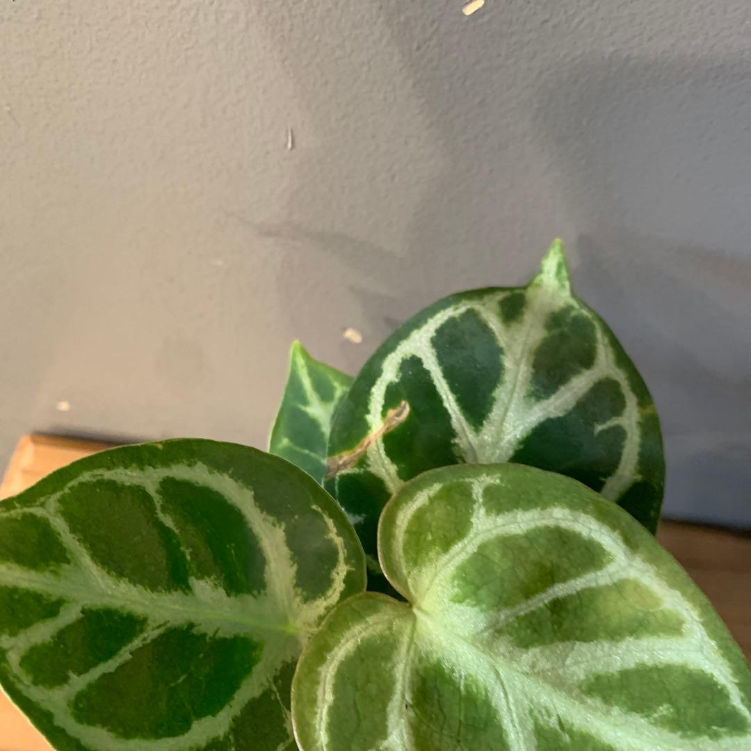 アンスリウム ドラヤキ 4