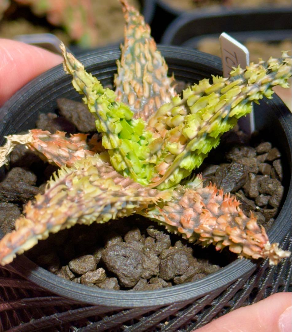 オススメ✨アロエ ハイブリッド ムーンライト 子株 速達付✨️