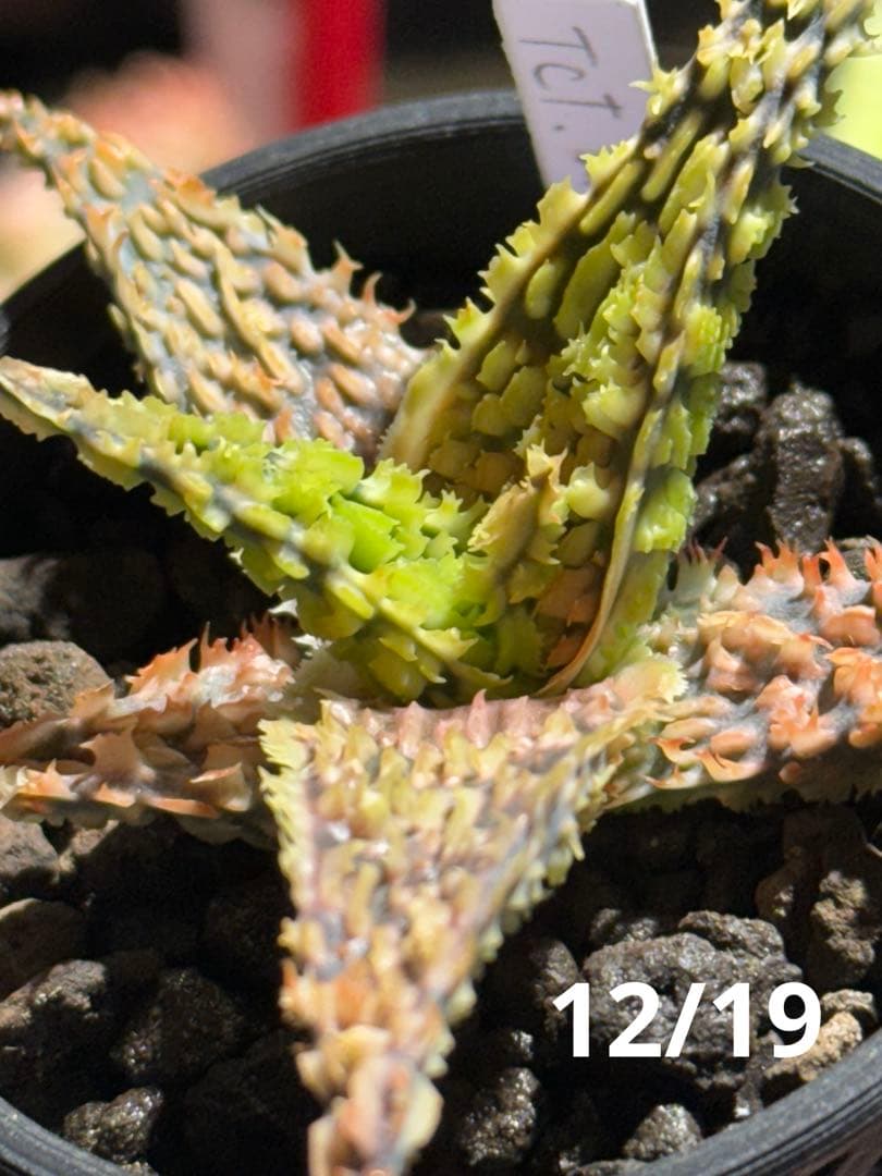 オススメ✨アロエ ハイブリッド ムーンライト 子株 速達付✨️