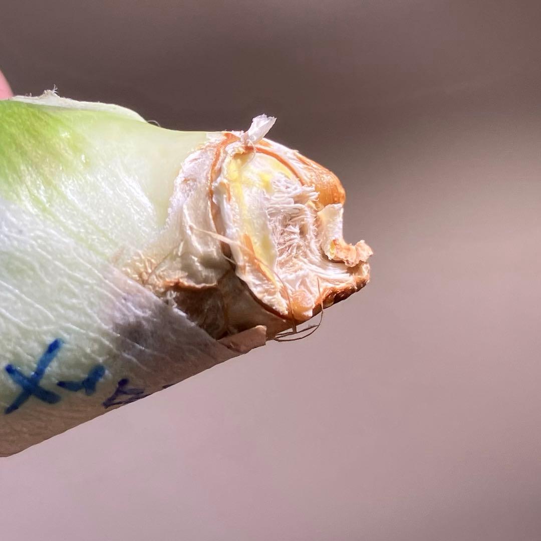 匿名配送【オークション】REZA産　イラン株　希少　アガベ　アングリーハート