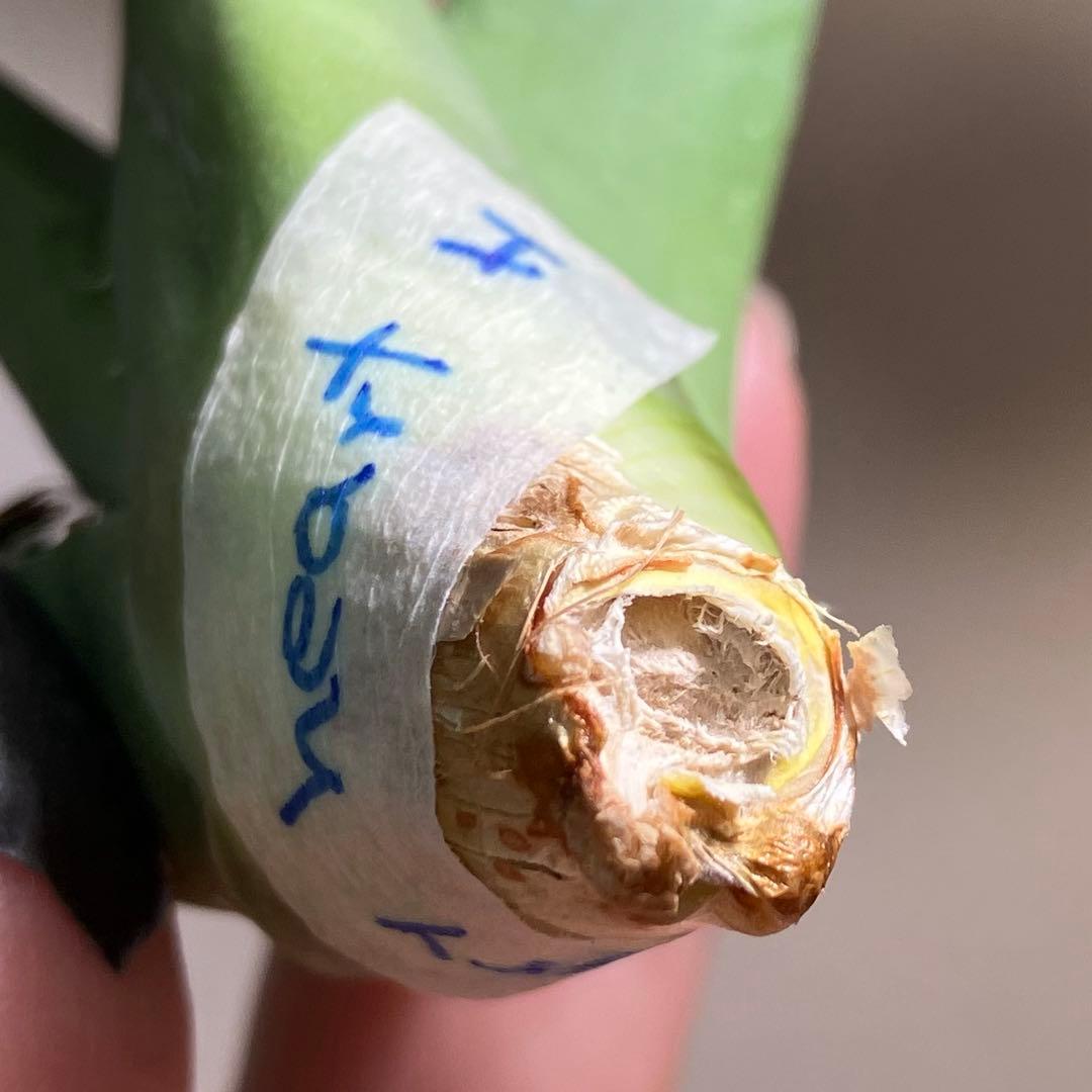 匿名配送【オークション】REZA産　イラン株　希少　アガベ　アングリーハート