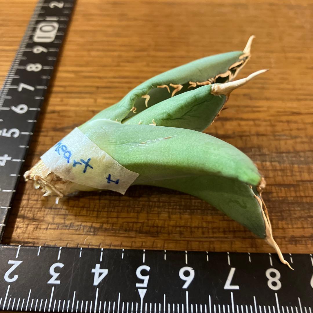 匿名配送【オークション】REZA産　イラン株　希少　アガベ　アングリーハート