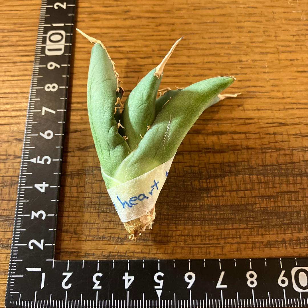 匿名配送【オークション】REZA産　イラン株　希少　アガベ　アングリーハート