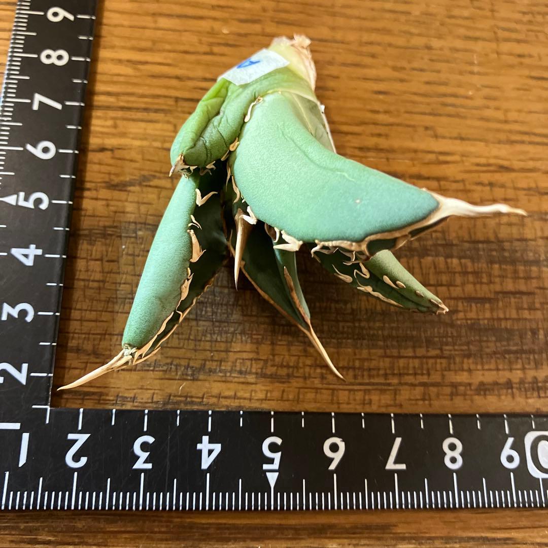 匿名配送【オークション】REZA産　イラン株　希少　アガベ　アングリーハート