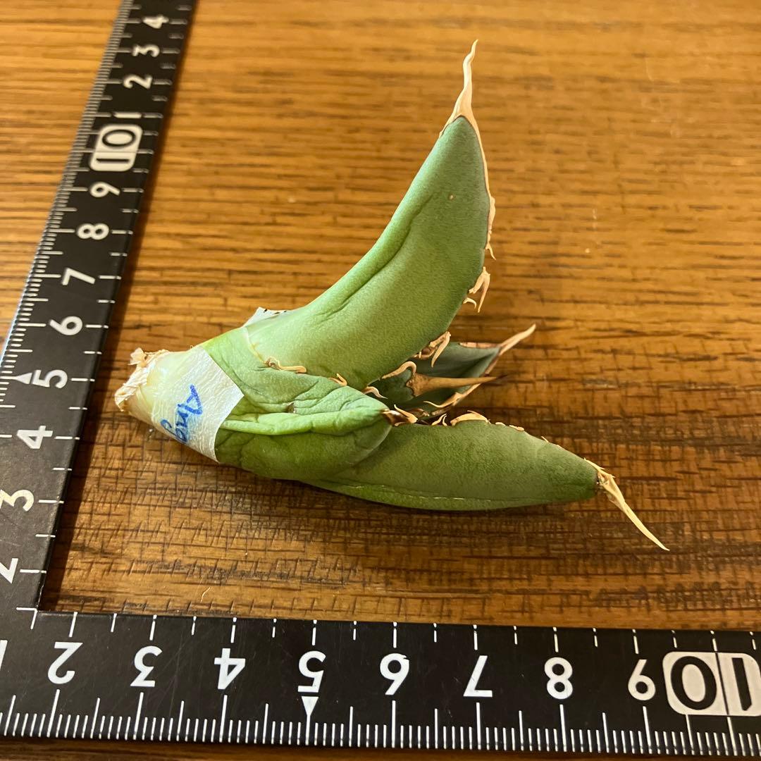 匿名配送【オークション】REZA産　イラン株　希少　アガベ　アングリーハート