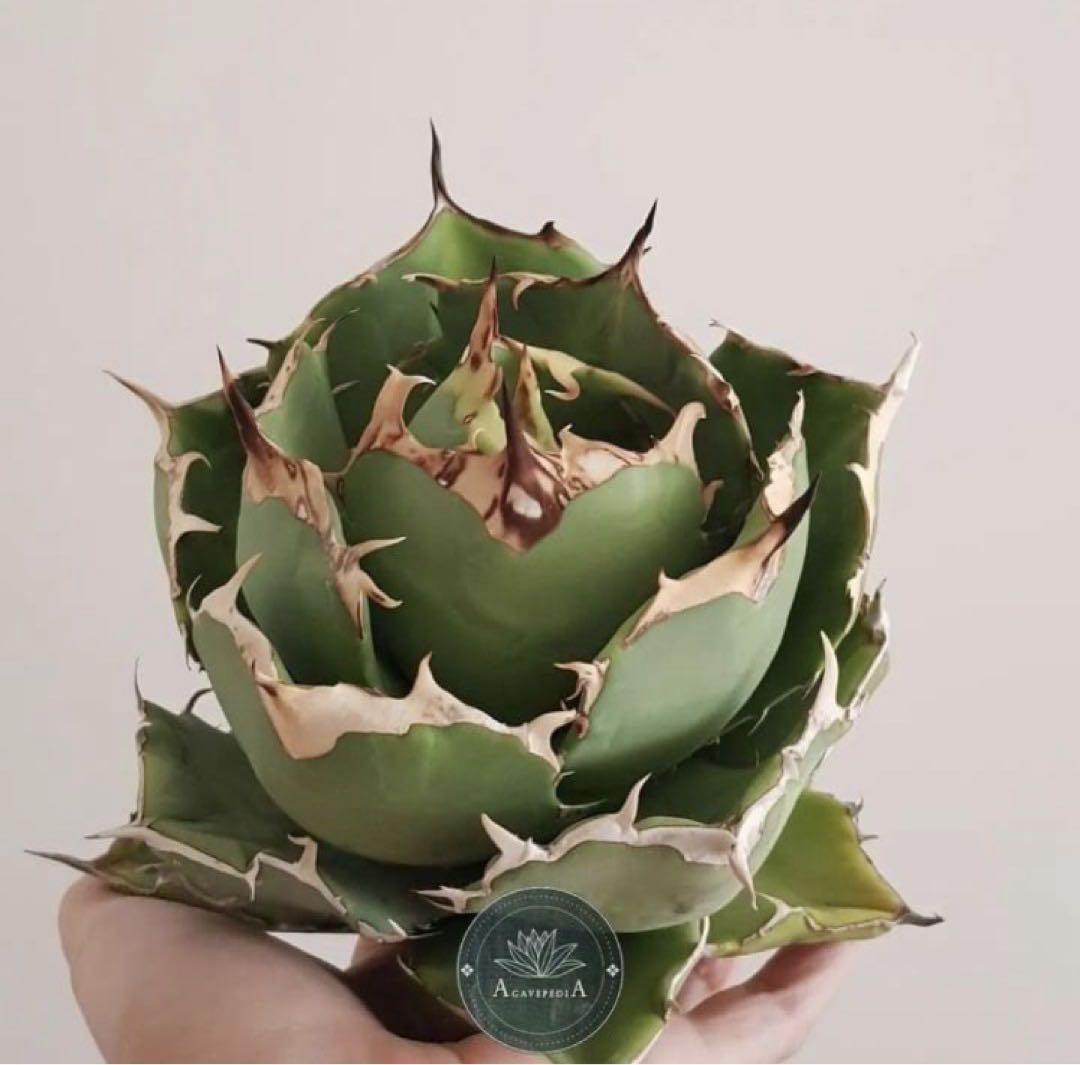 匿名配送【オークション】REZA産　イラン株　希少　アガベ　アングリーハート