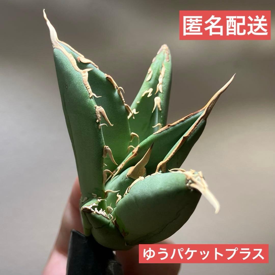 匿名配送【オークション】REZA産　イラン株　希少　アガベ　アングリーハート