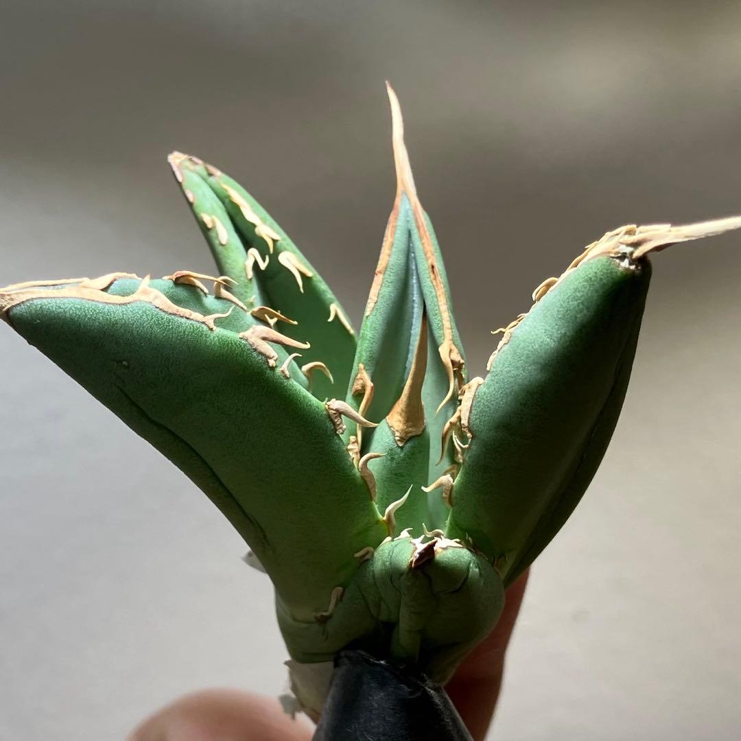 匿名配送【オークション】REZA産　イラン株　希少　アガベ　アングリーハート