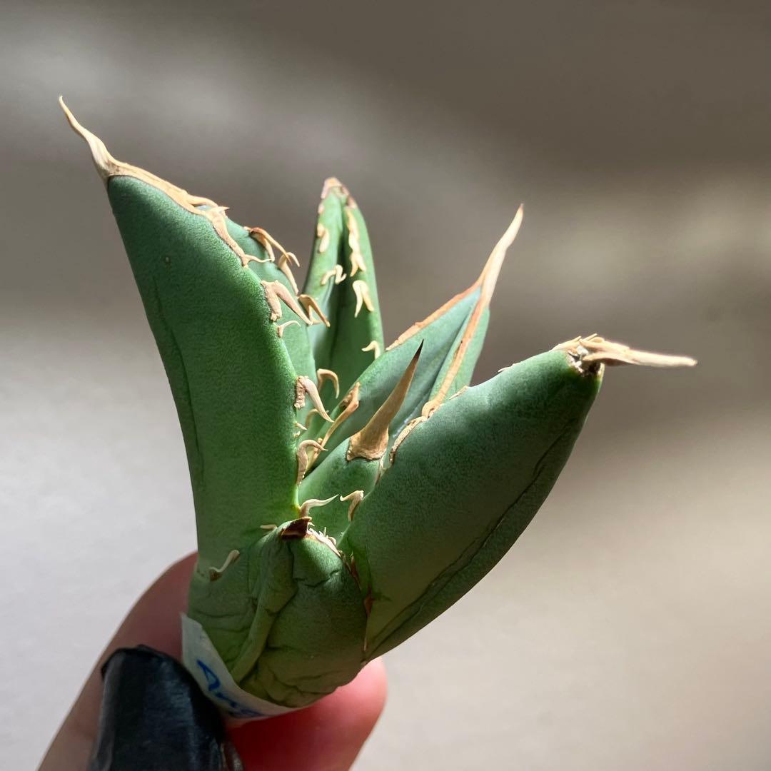 匿名配送【オークション】REZA産　イラン株　希少　アガベ　アングリーハート