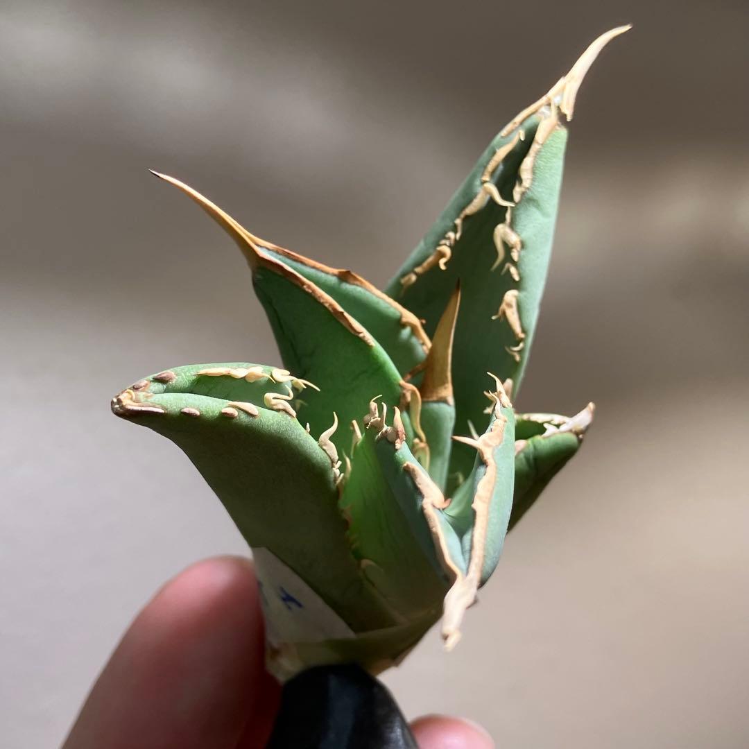 匿名配送【オークション】REZA産　イラン株　希少　アガベ　アングリーハート