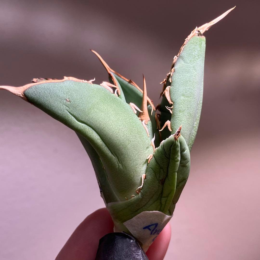 匿名配送【オークション】REZA産　イラン株　希少　アガベ　アングリーハート