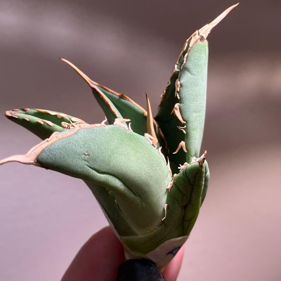 匿名配送【オークション】REZA産　イラン株　希少　アガベ　アングリーハート