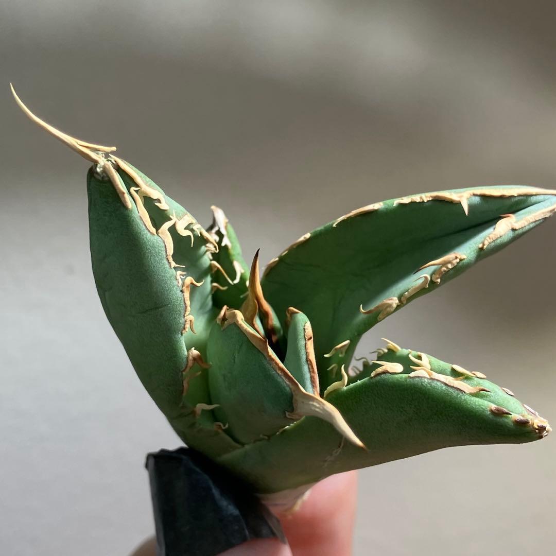 匿名配送【オークション】REZA産　イラン株　希少　アガベ　アングリーハート