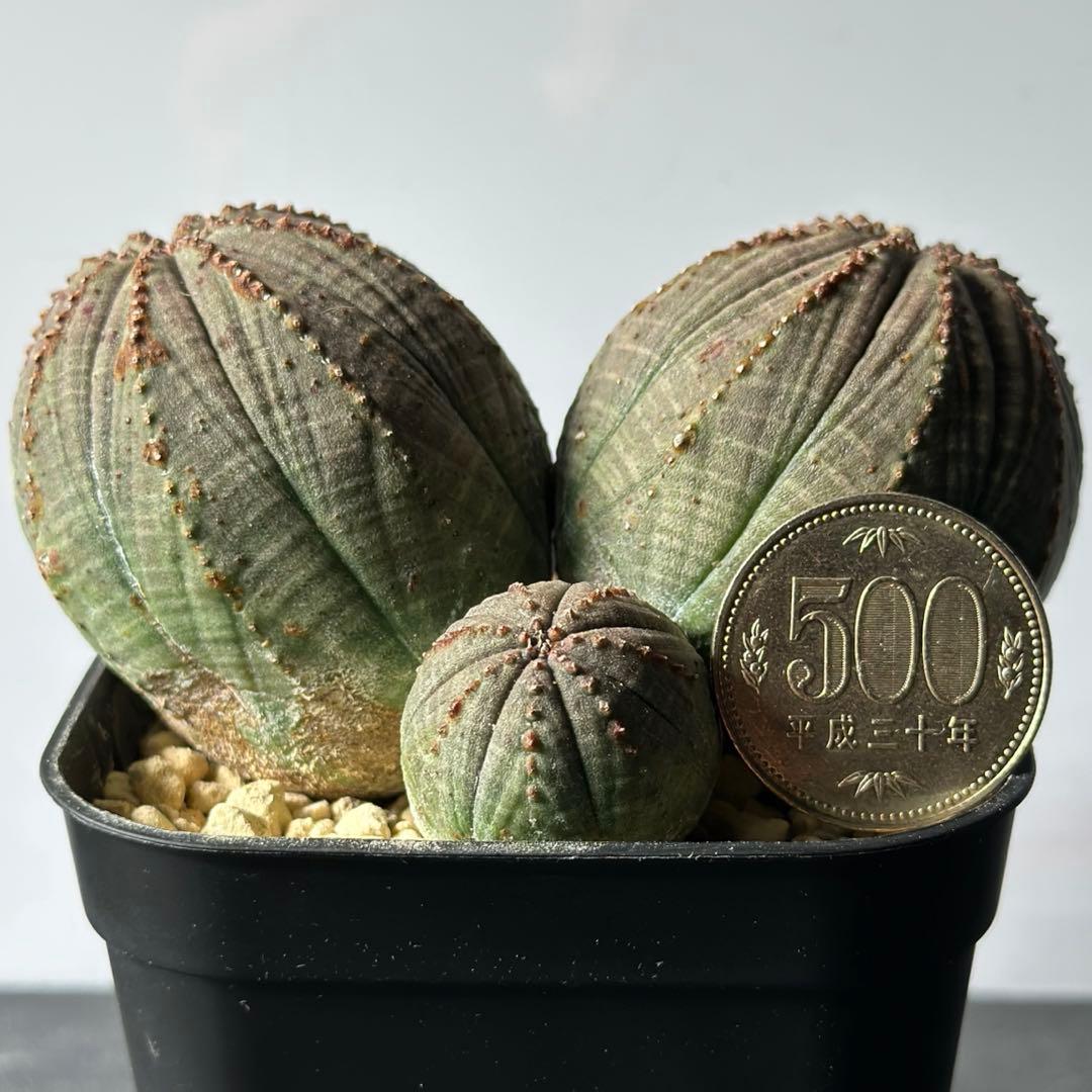 ユーフォルビア オベサ トリプルヘッド 三頭