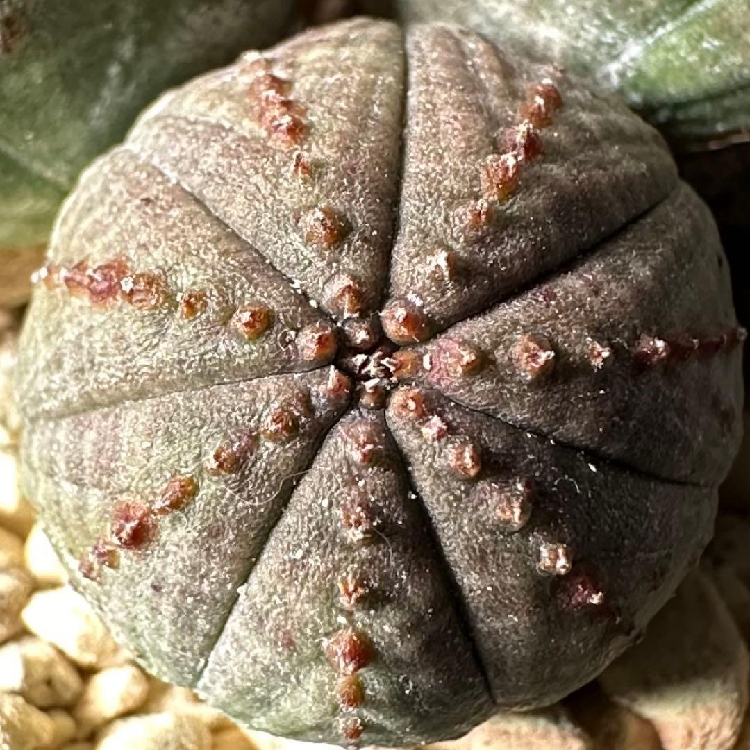 ユーフォルビア オベサ トリプルヘッド 三頭