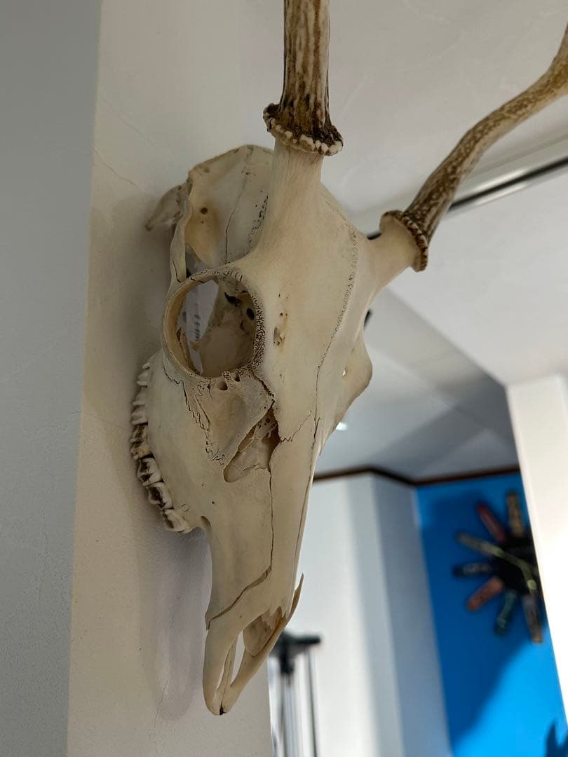 鹿の角(頭蓋骨付)日本鹿