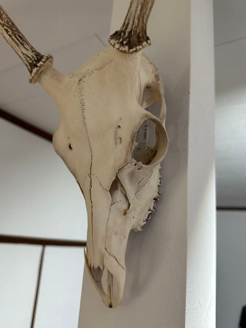 鹿の角(頭蓋骨付)日本鹿
