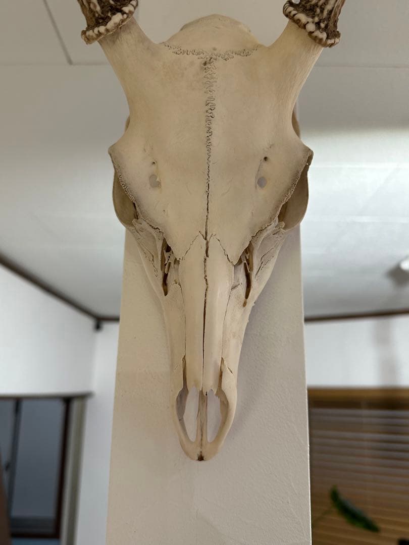 鹿の角(頭蓋骨付)日本鹿