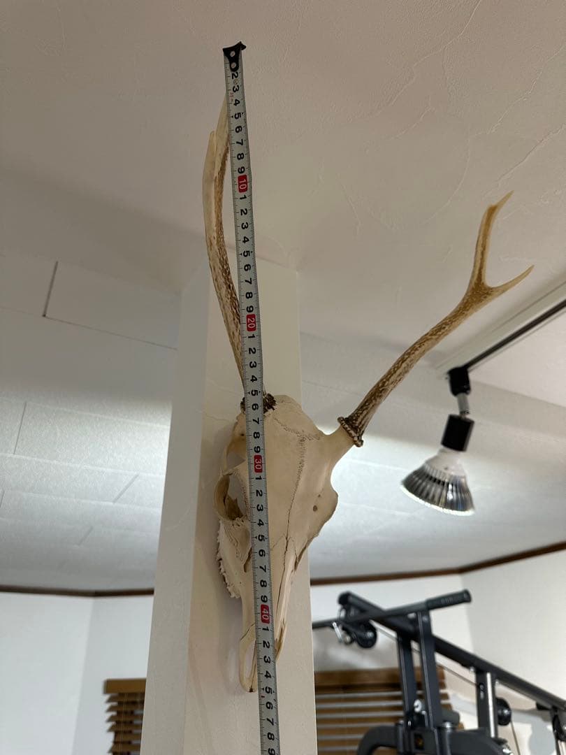 鹿の角(頭蓋骨付)日本鹿