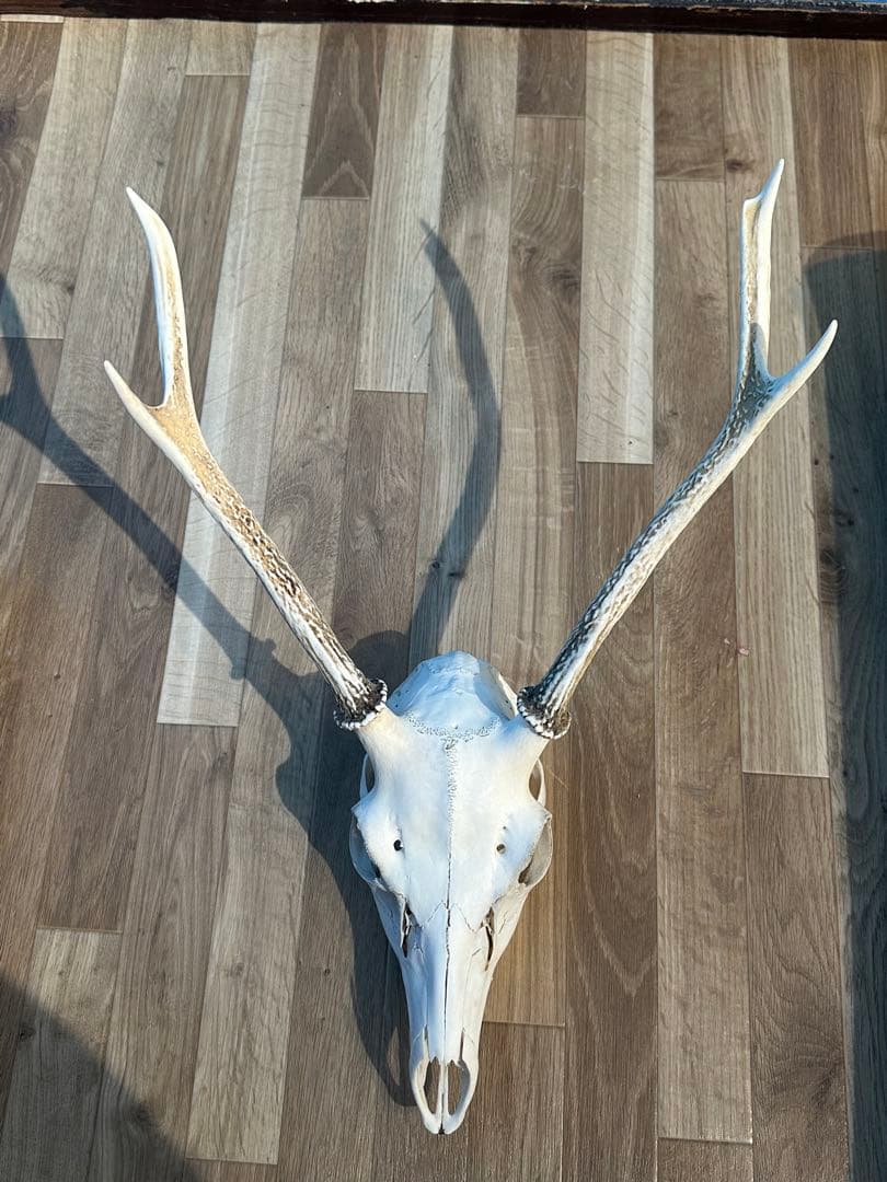 鹿の角(頭蓋骨付)日本鹿
