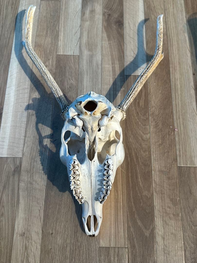 鹿の角(頭蓋骨付)日本鹿