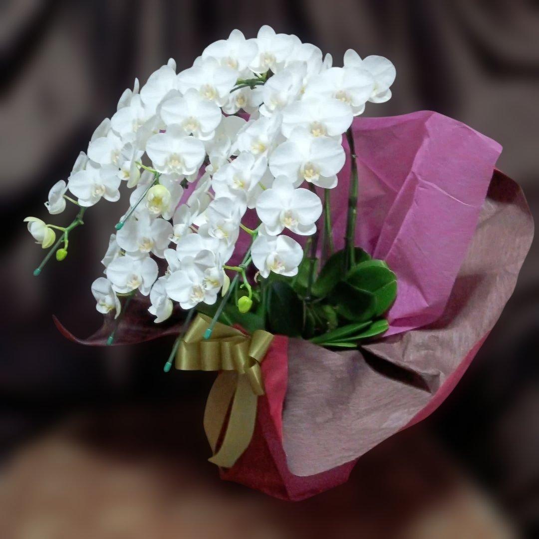 胡蝶蘭　生花　ミディ５本立ち